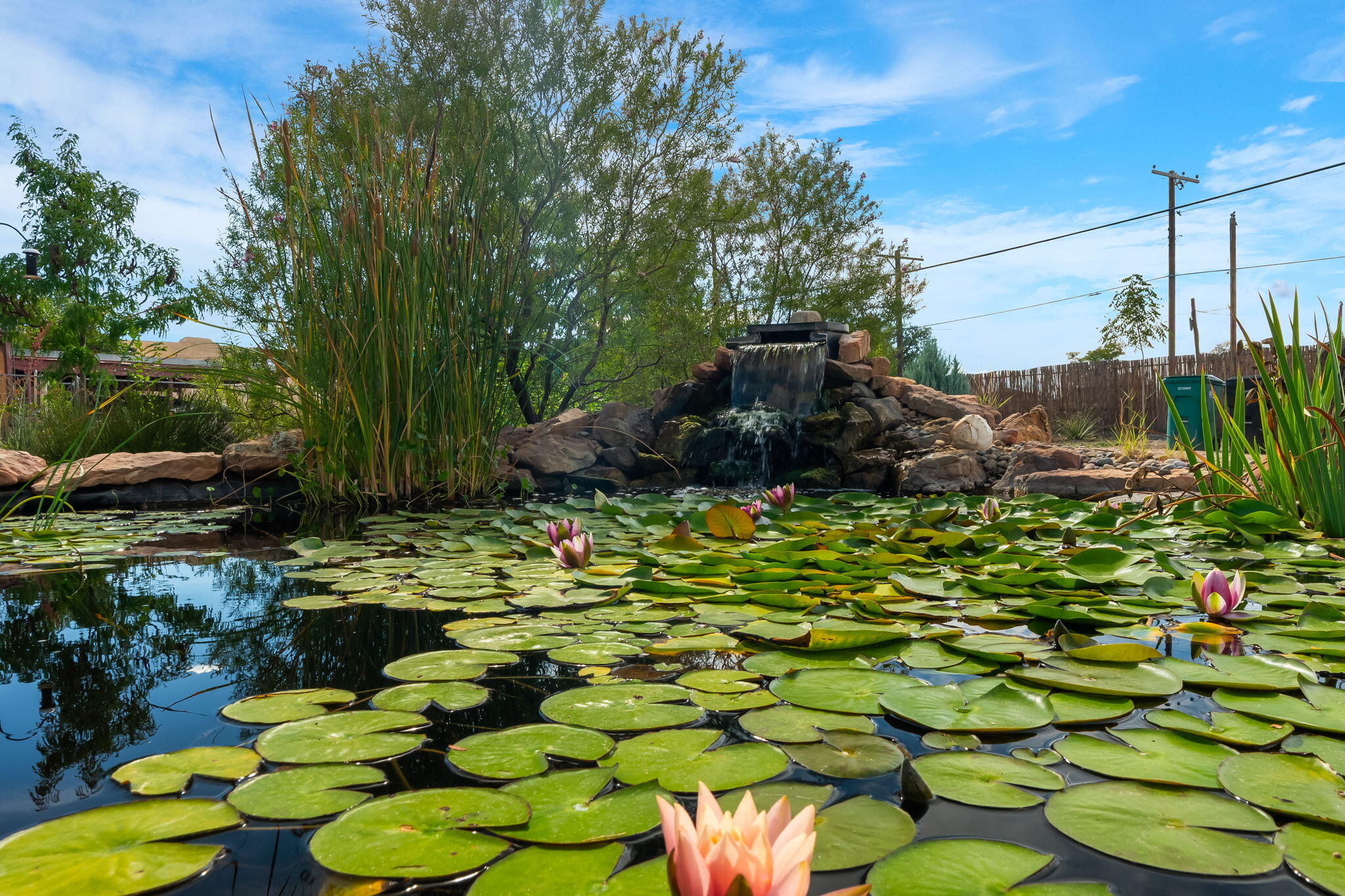 Koi pond at 406 Atrisco Drive SW with water lilies, mature reeds, and a rock waterfall